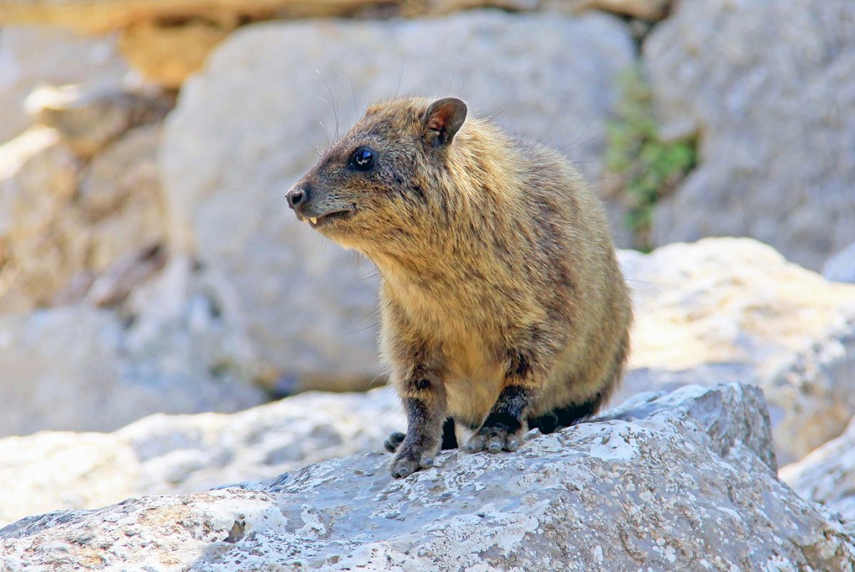 Скалистый Даман