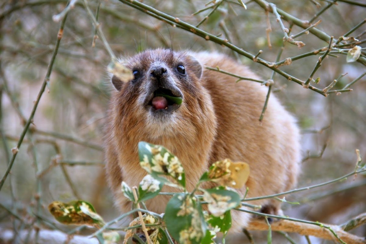 Даман Брюса