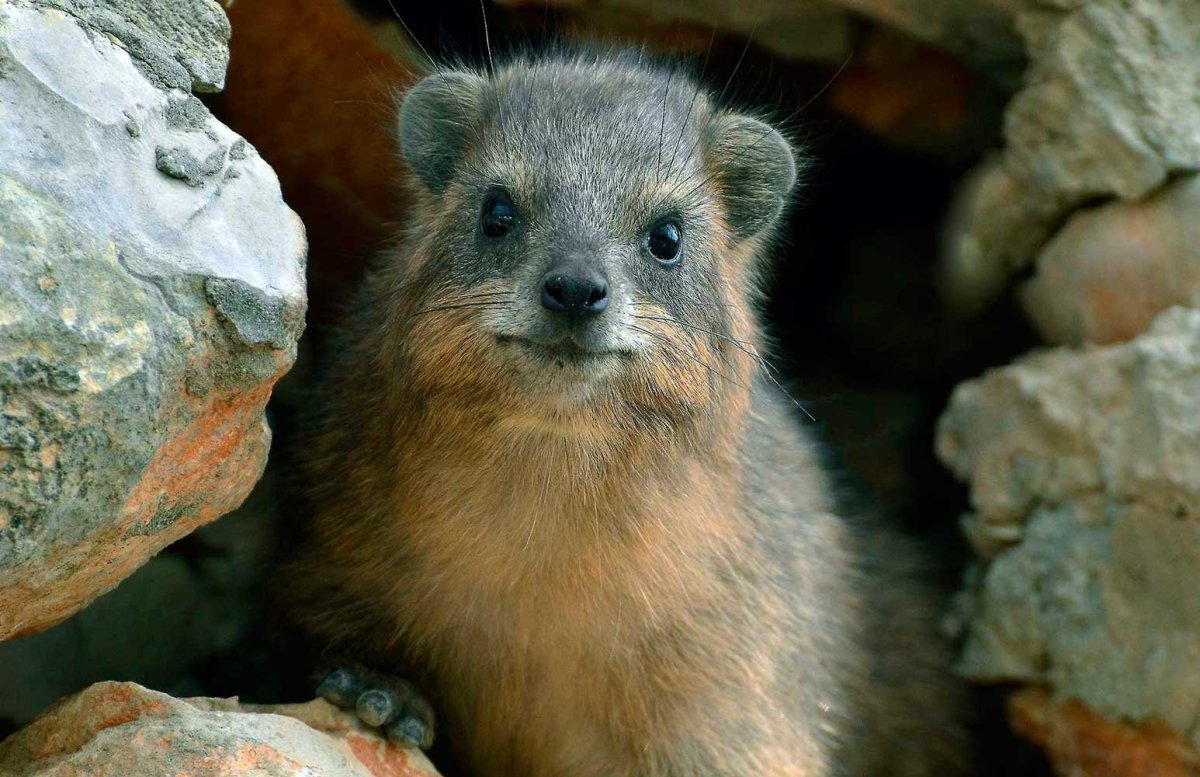 Горный Даман