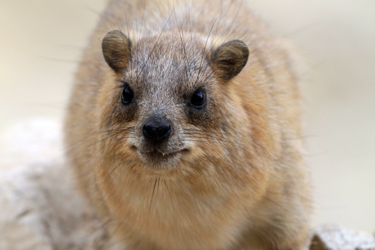 Грызун Даман