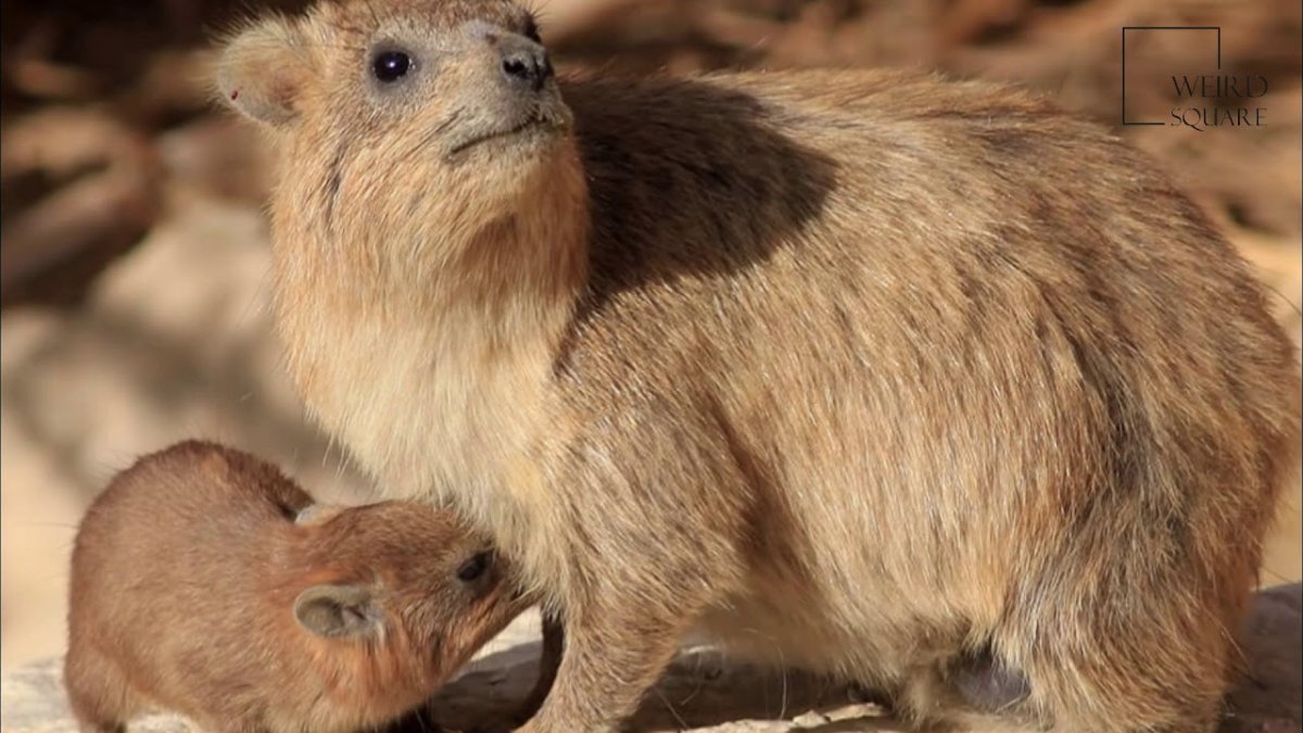 Hyrax Breastfeeding