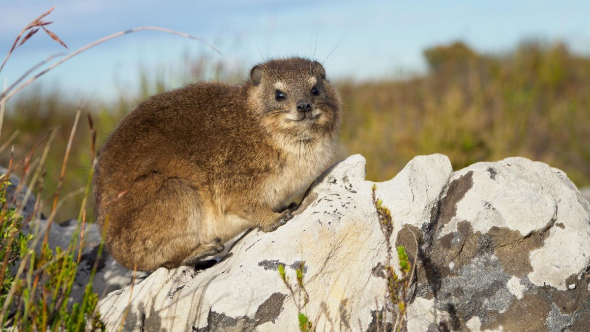 Квокка Джисон