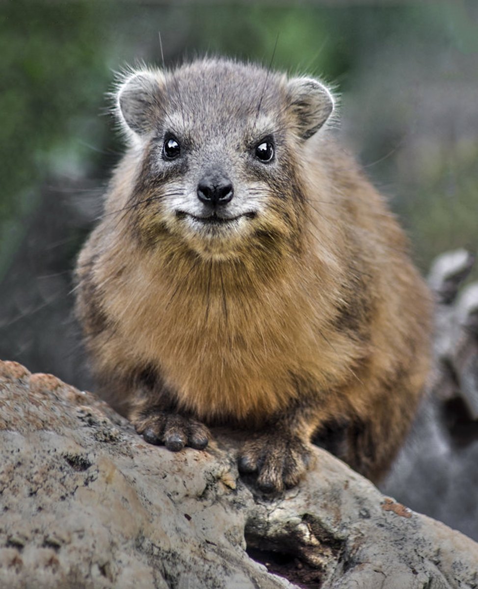 Капский Даман