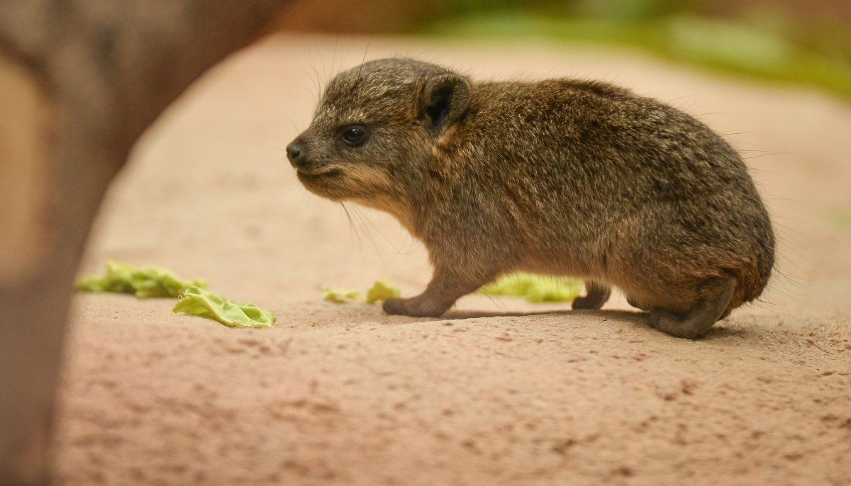 Необычный родственник слона
