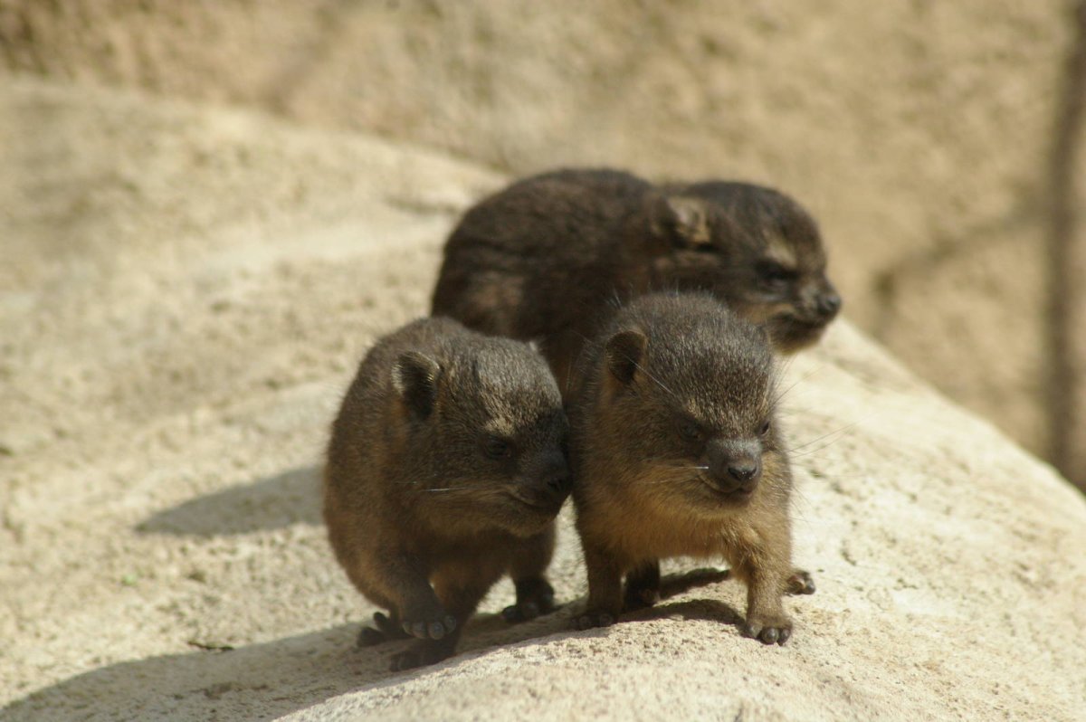 Капский Даман родственник