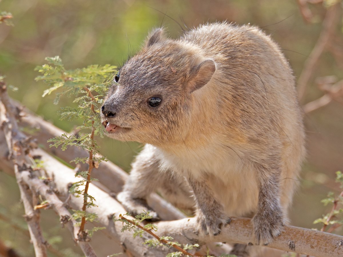 Отряд Капский Даман