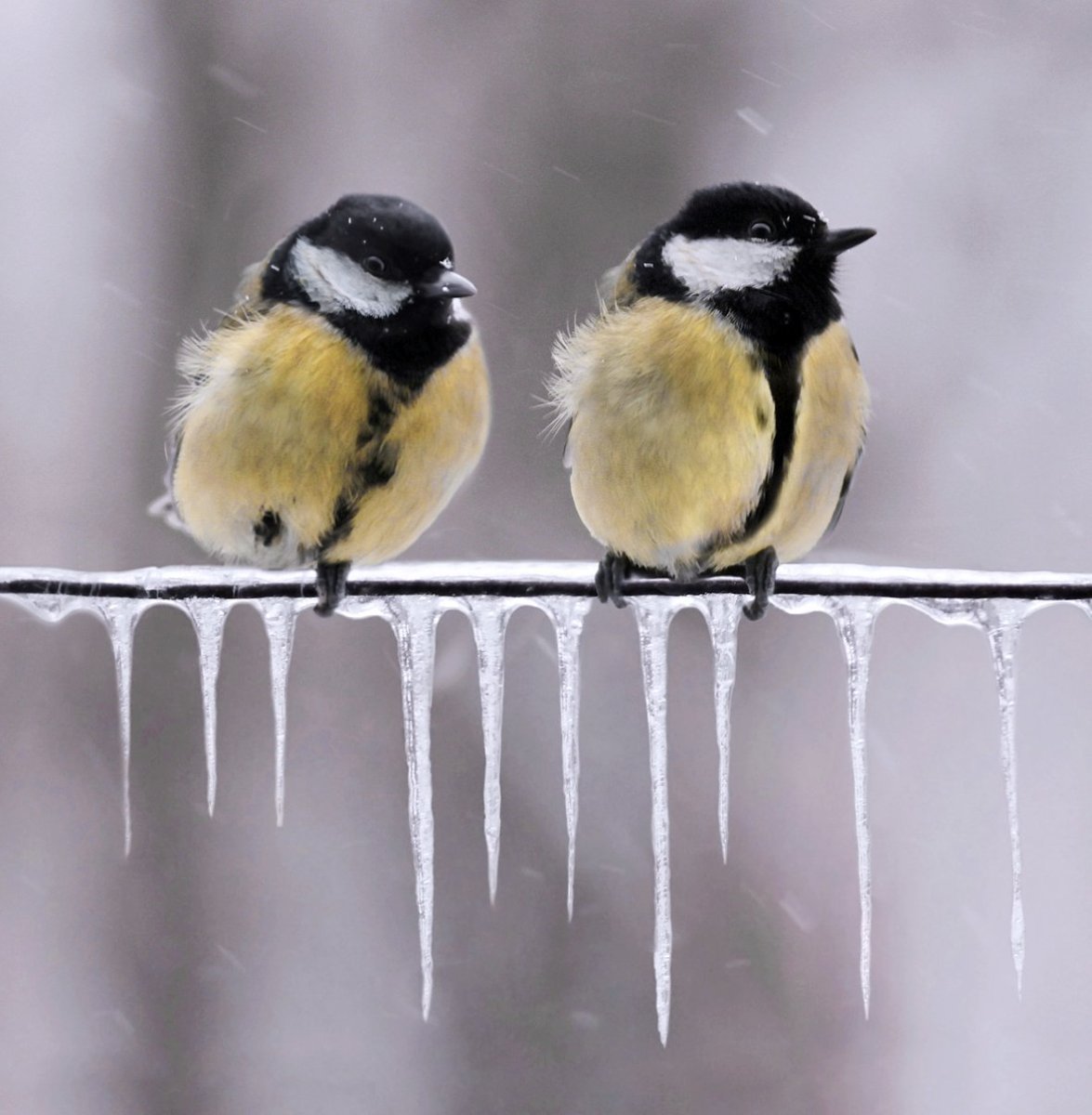 Стайка синиц