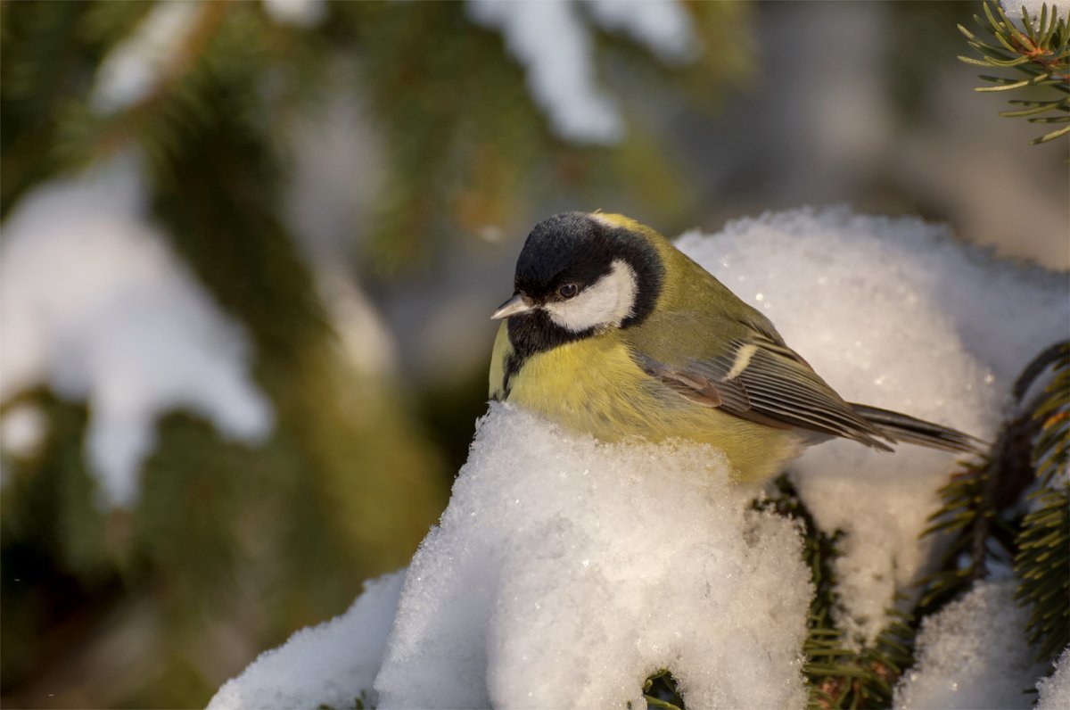 Лесная синичка