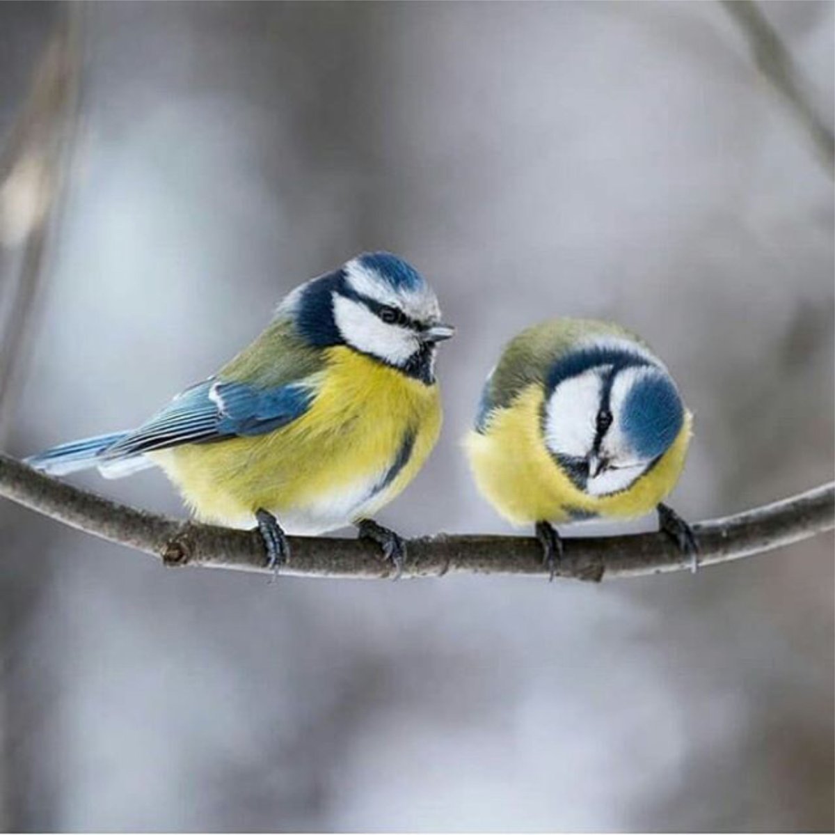 Две синички
