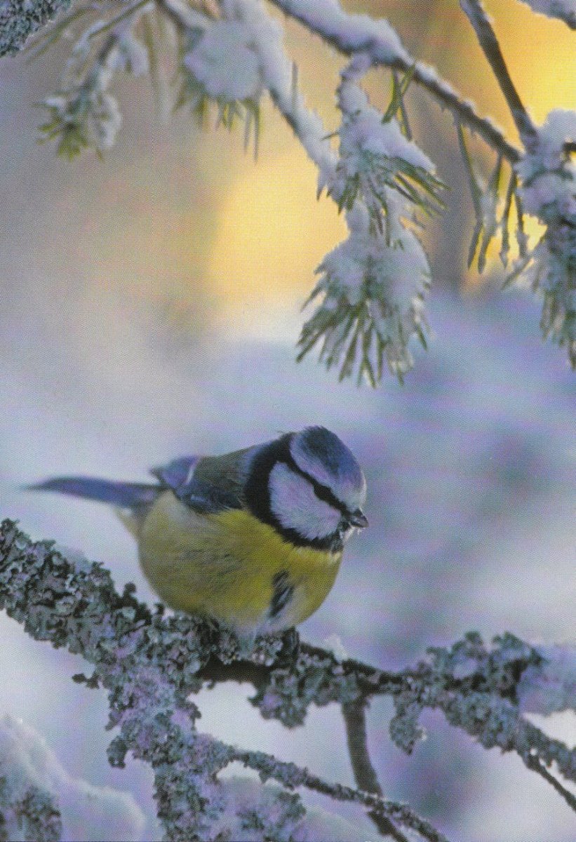 Зимние пташки