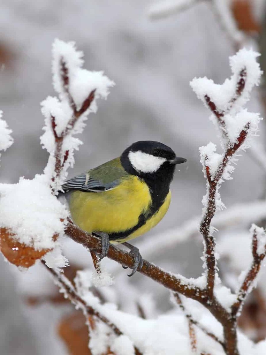 Синички зимой