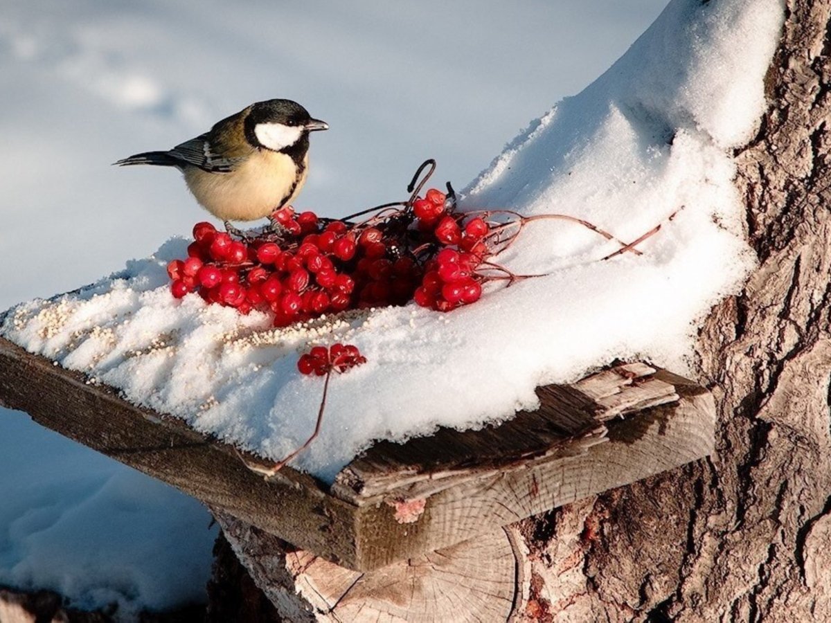 Синички зимой