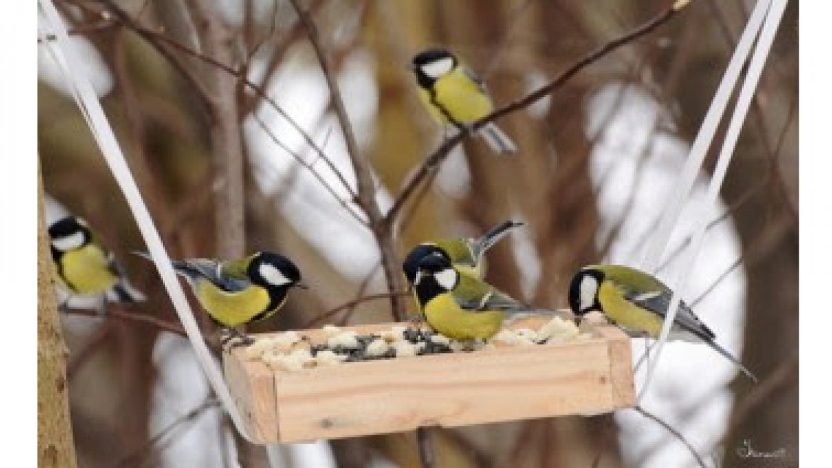 Кормушка "синичка"