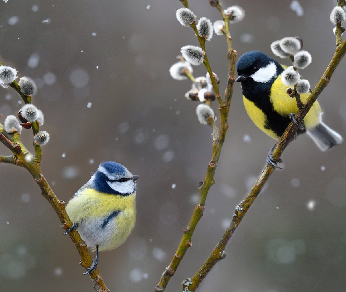 Синичка на вербе