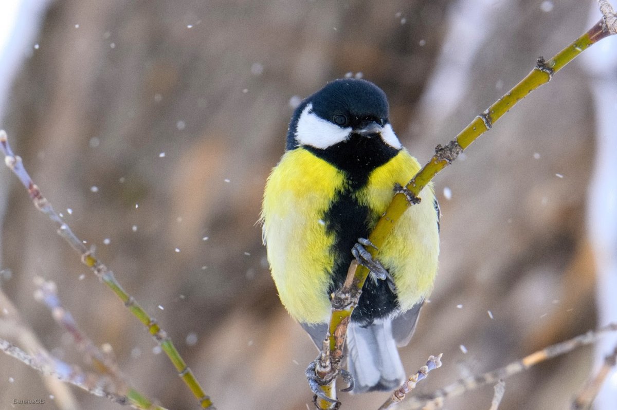 Лазоревка птица зимой