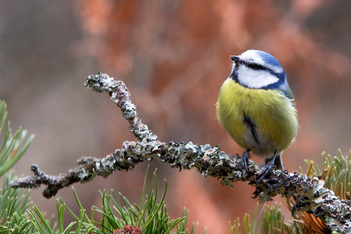 Лазаревка птичка