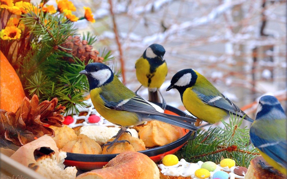 Зимующие птицы синичка