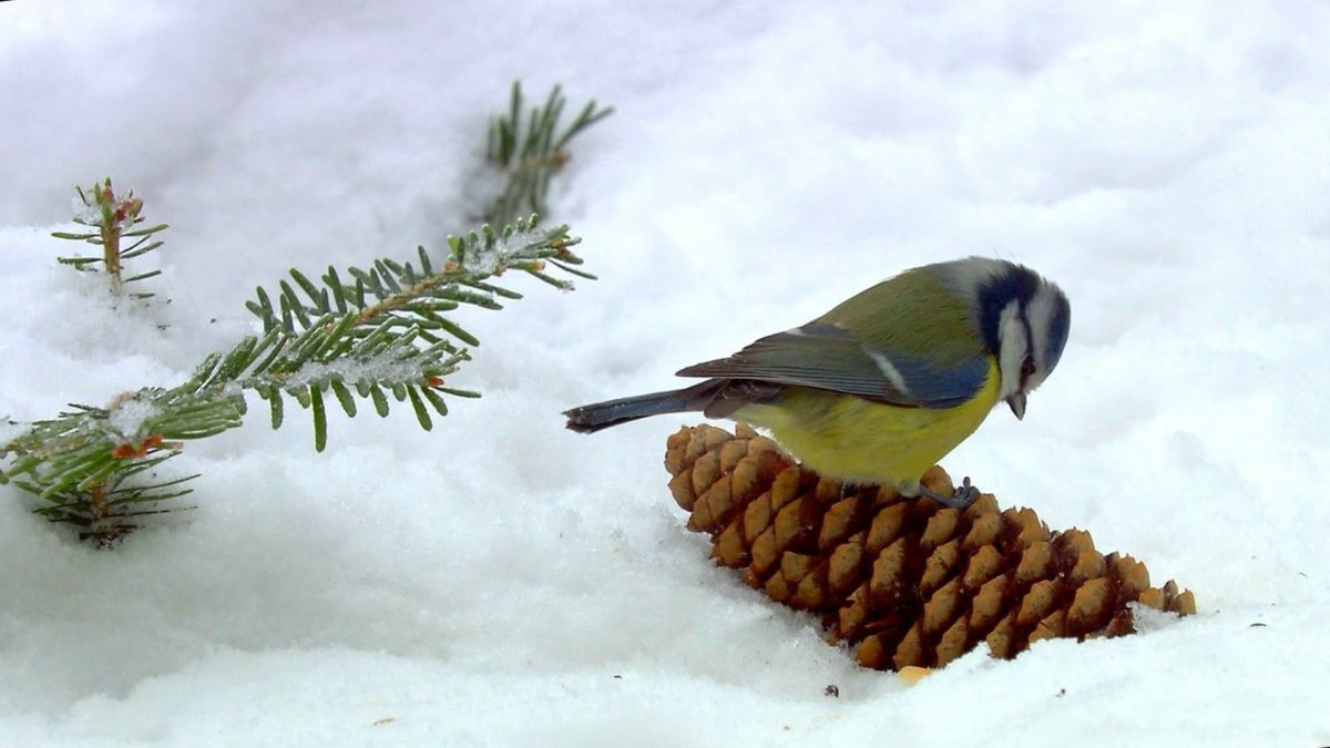 Птицы зимой