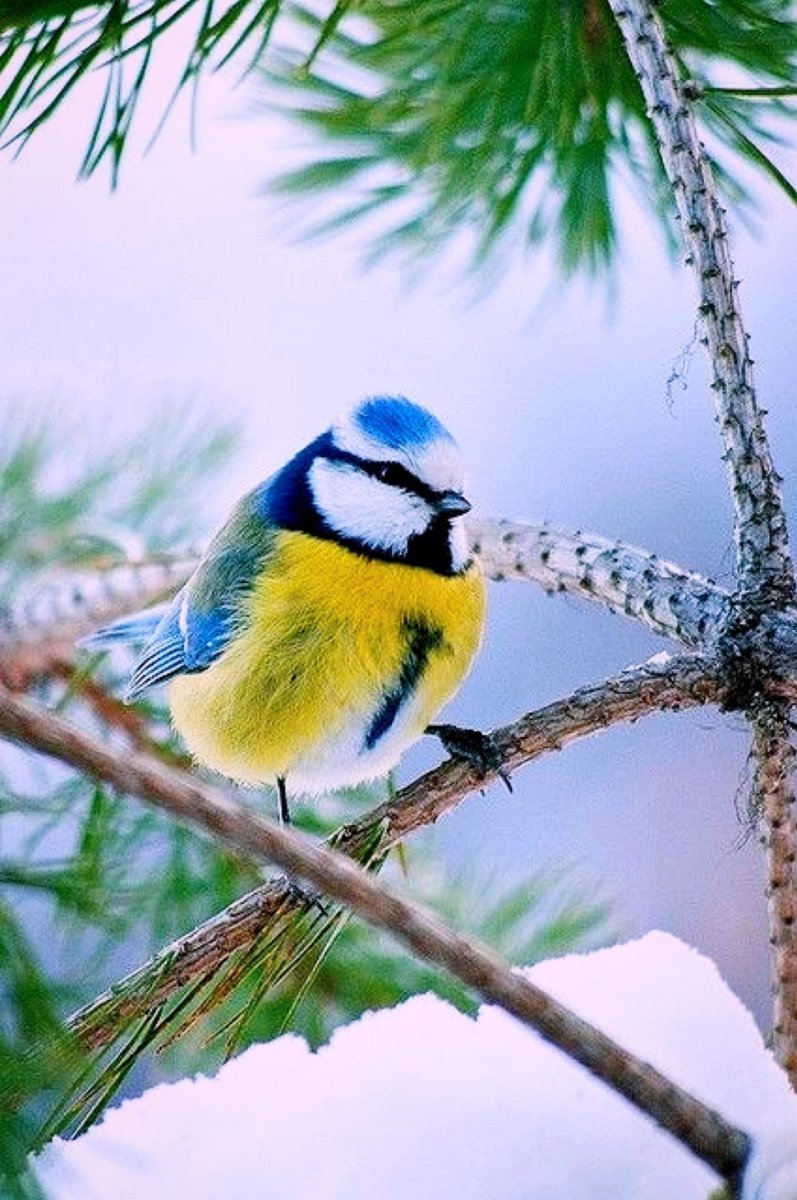 Синичка пушистая