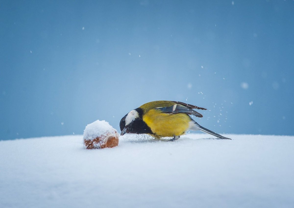Снеговик и синички