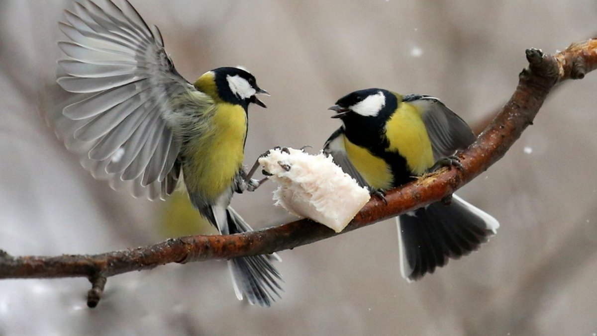 Зимующие птицы большая синица