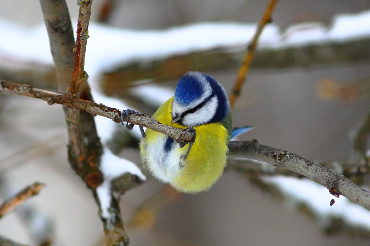 Лазоревка зимой