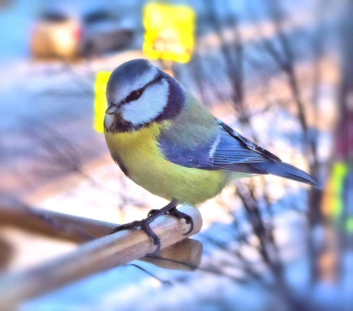 Синица лазоревка фото