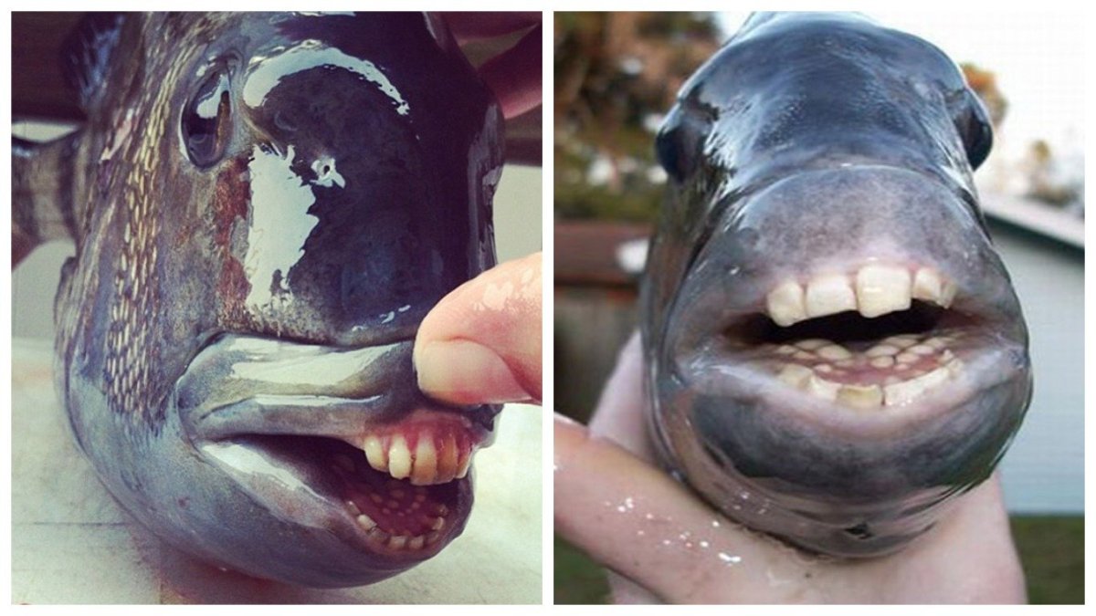 Мохнатый удильщик Джордана