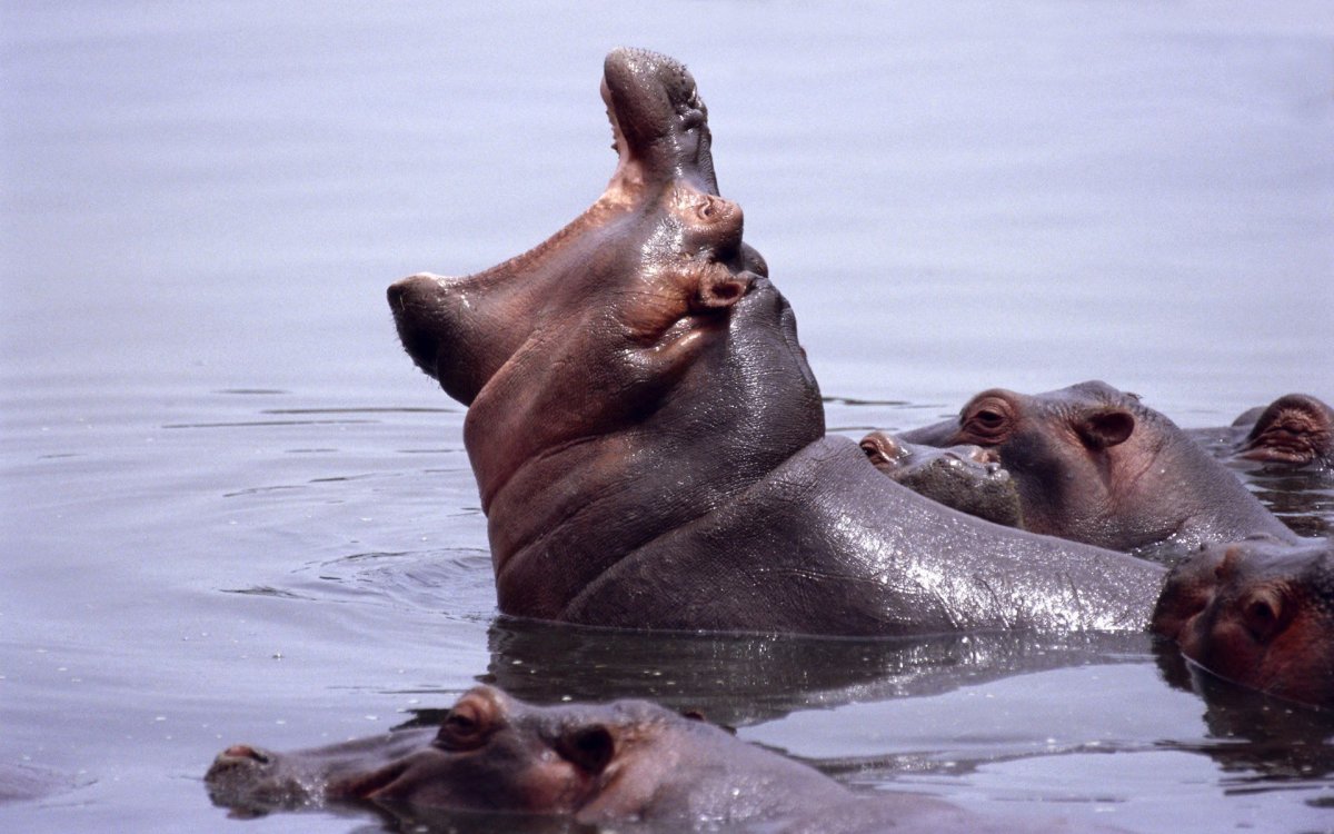 Злой Бегемот