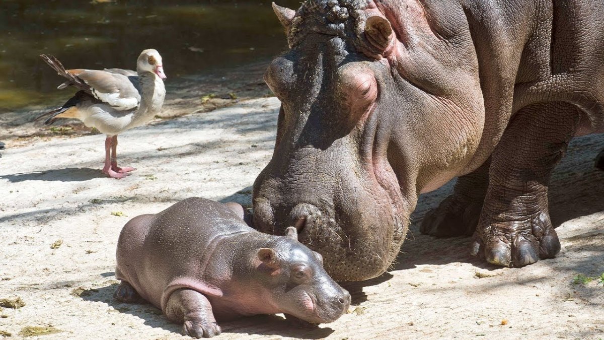 Гиппопотам и Бегемот