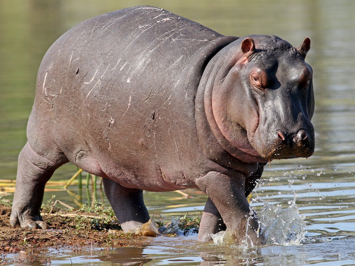 Смешной Бегемотик