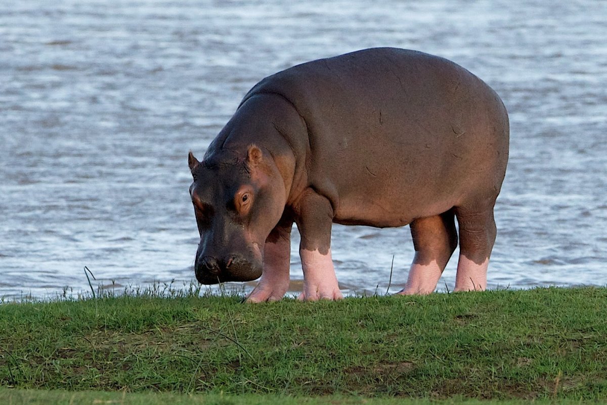 Молоко бегемота