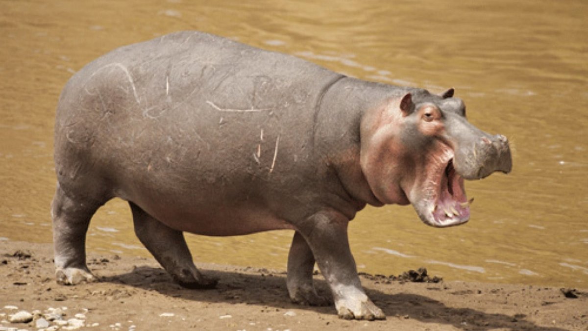 Как бегает Бегемот показать