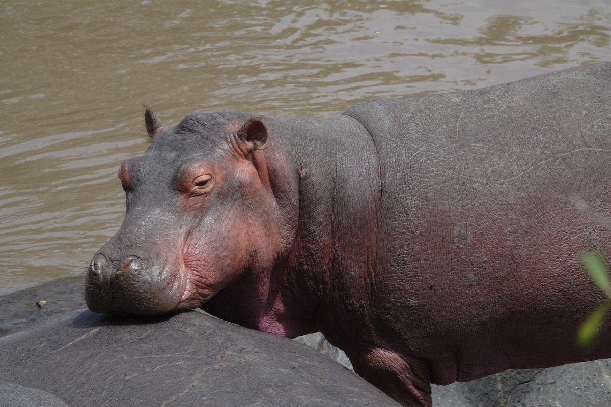 Хвост бегемота