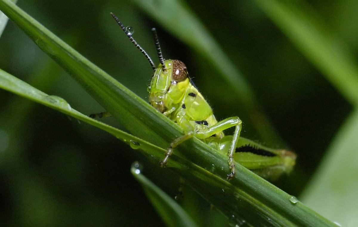 Кузнечик прыгает