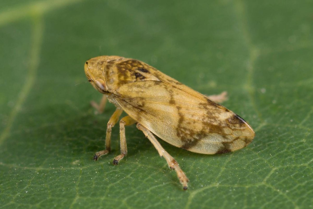 Красноспинный паук скакун