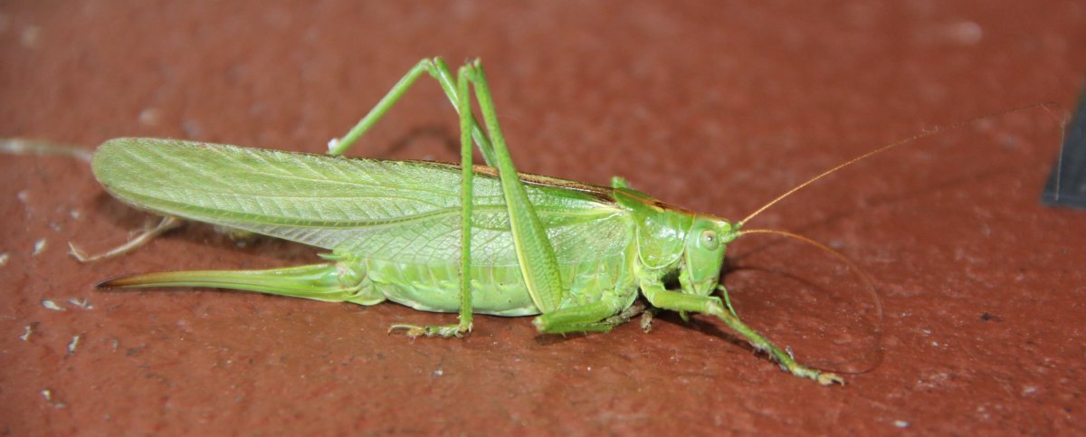 Кузнечик Tettigonia viridissima