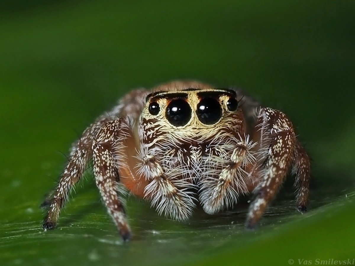 Кожеед Смирнова личинка