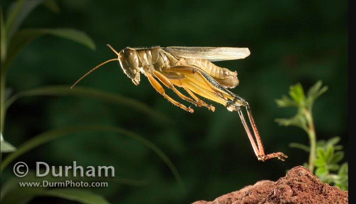 Прыгающие насекомые с крыльями