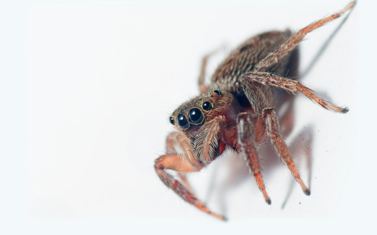 Тигровый Жук