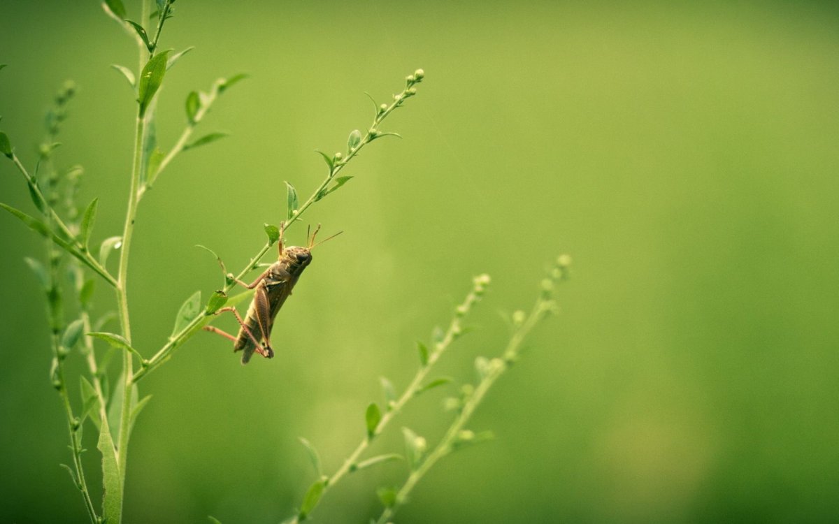 Богомол чертополоховый