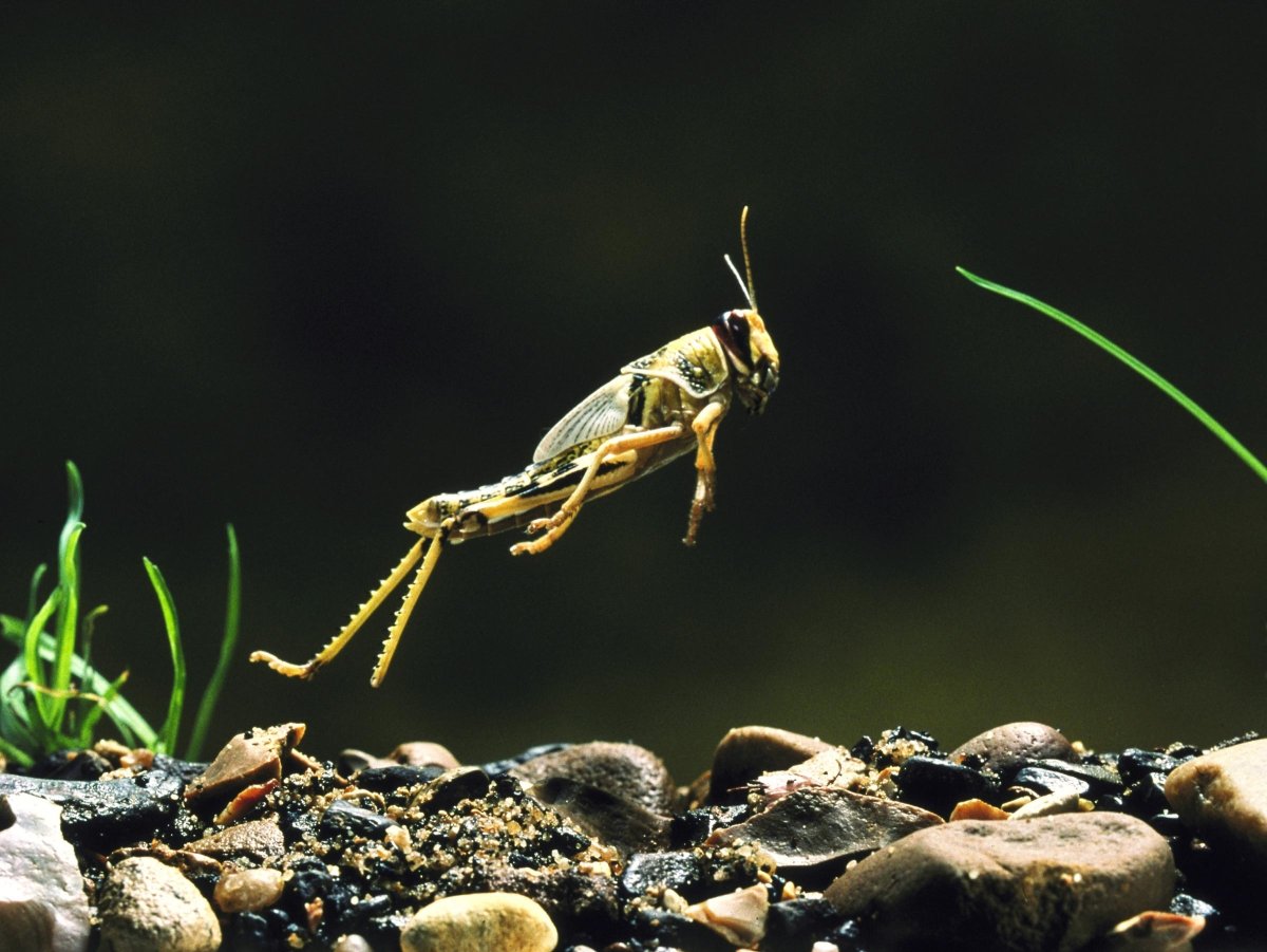 Насекомые заставка