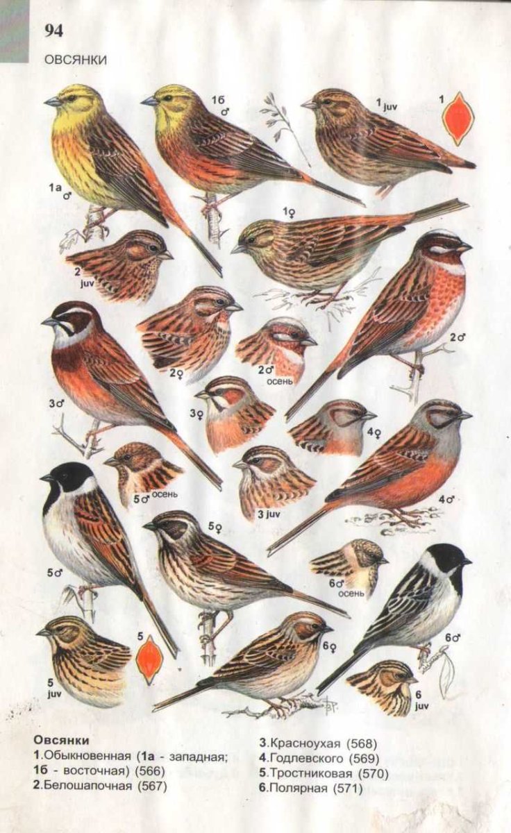 Определитель птиц птицы средней полосы России