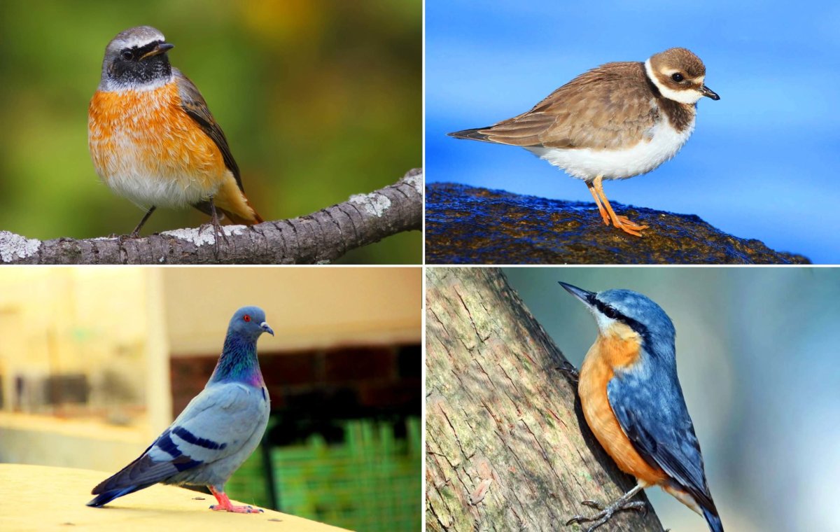 Яркие птицы Подмосковья