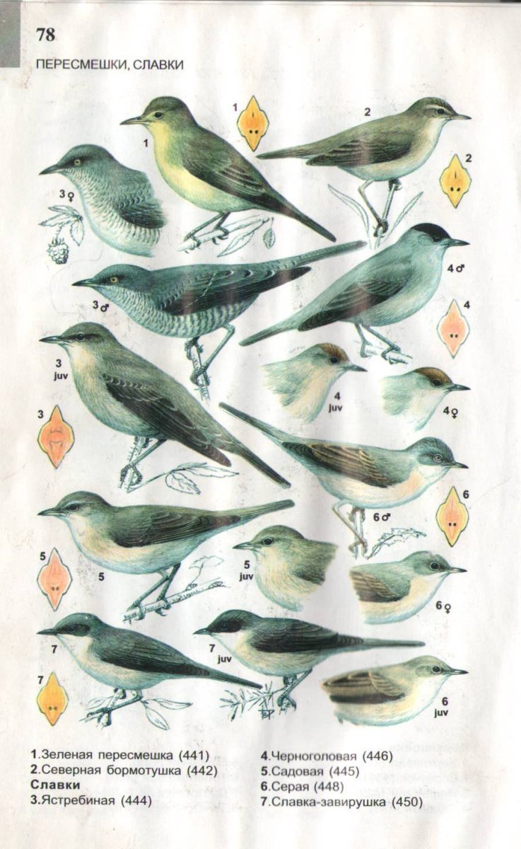 Определитель птиц Подмосковья перелетные