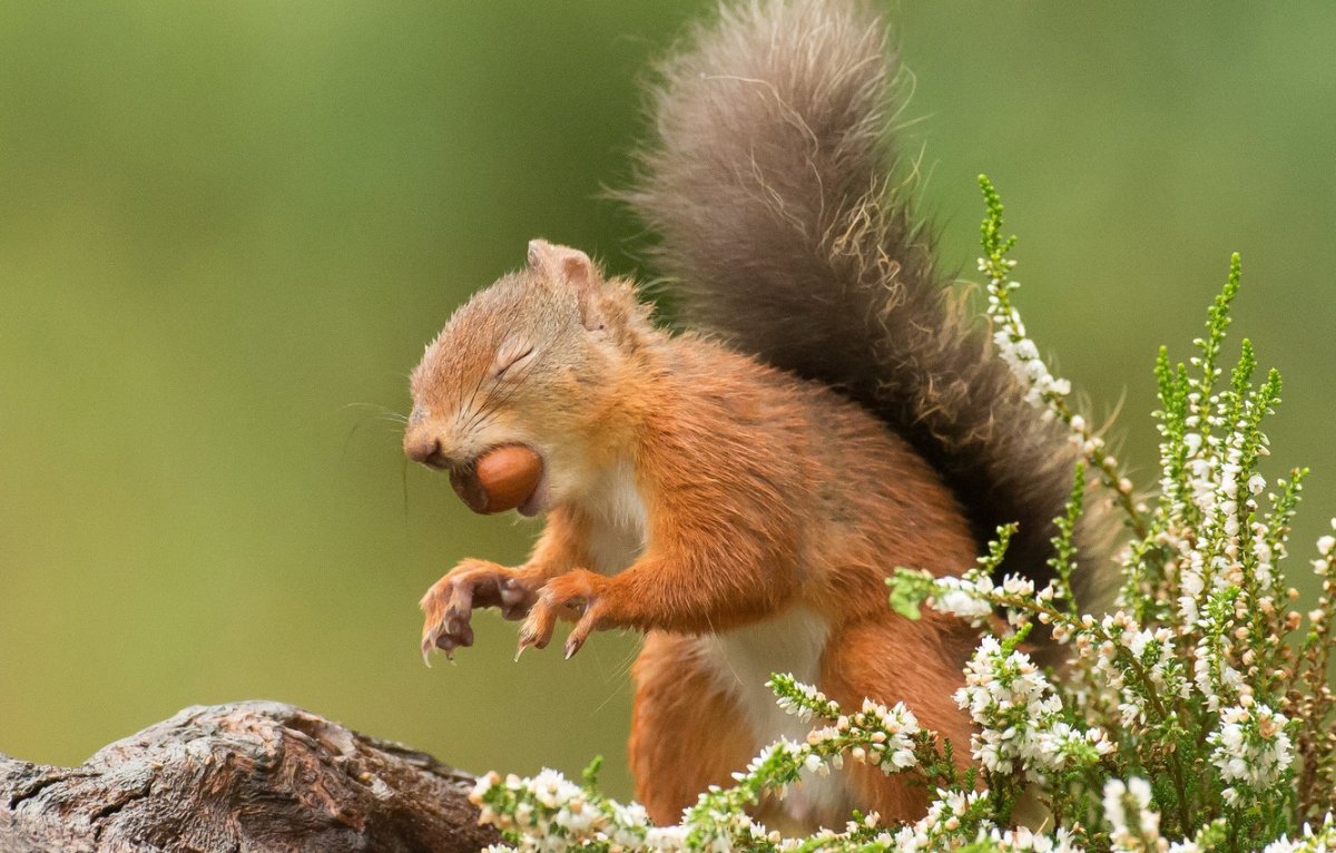 Белка когти