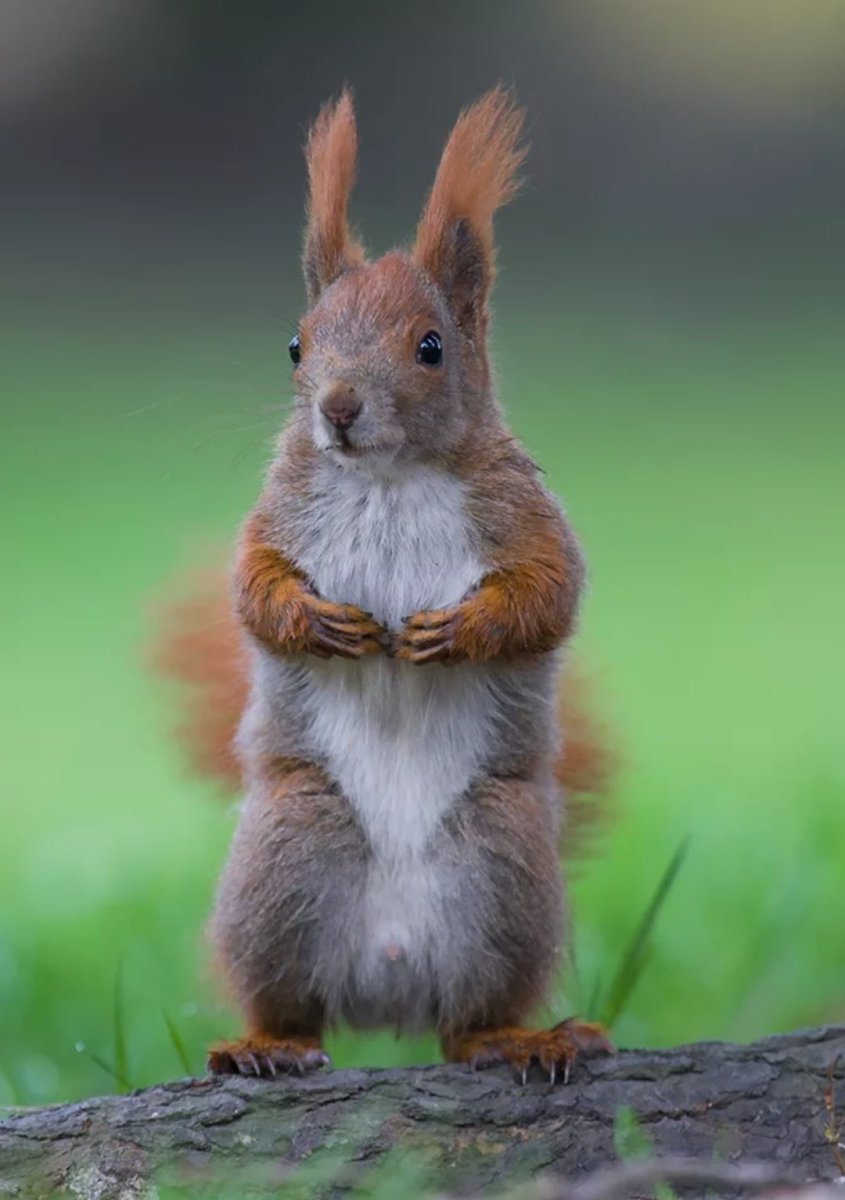 Дурная белка