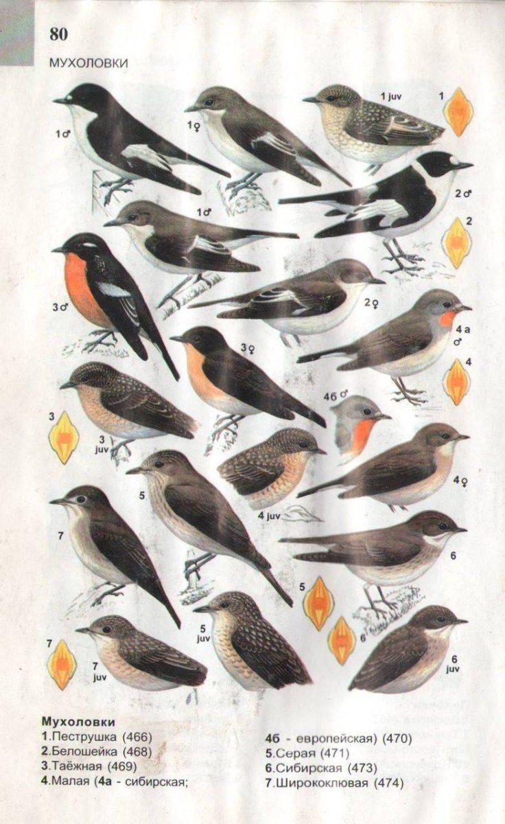 Определитель птиц средней полосы России