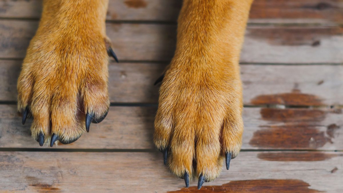 Отпечаток лапы рептилии