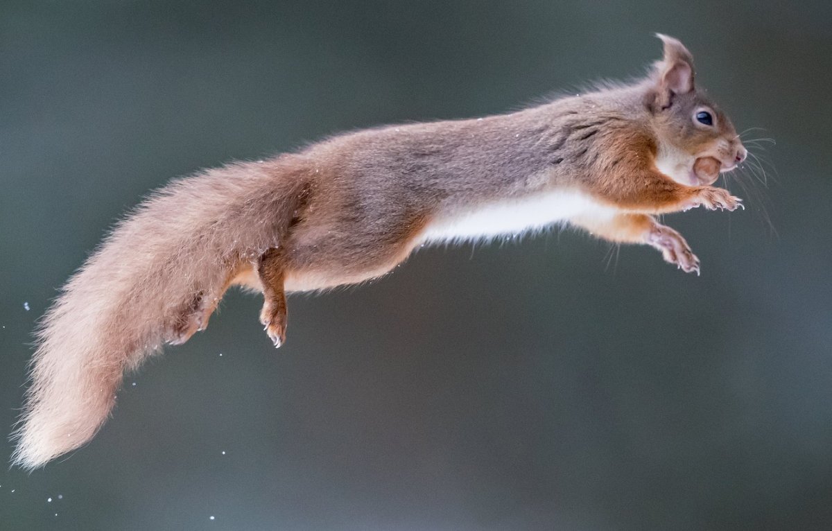 Кошачья лапка эскиз